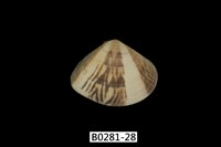 藏品(花蛤)的圖片